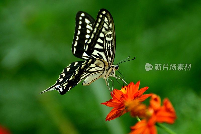 蝴蝶和橙色/黄色的宇宙花